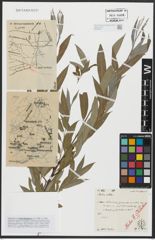 Foto von Salix alba L.